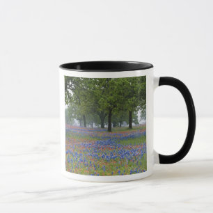 Tasse Texas, Texas Hill Country, Texas Paintbrush et