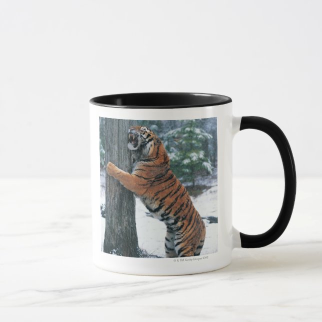 Tasse Tigre sibérien (altaica du Tigre de Panthera) (Droite)