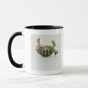 Tasse Tortue à l'envers, équilibrant sur la coquille
