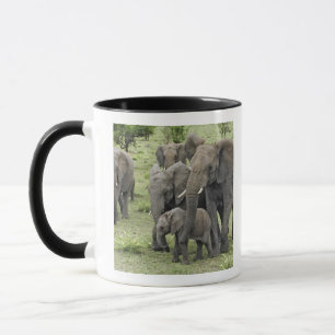Tasse troupeau d'Éléphant d'Afrique, Loxodonta africana,