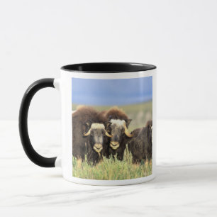 Tasse Un groupe de boeufs musqués broute des buissons de