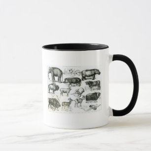 Tasse Ungulata ou animaux à sabots