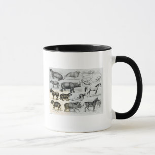 Tasse Ungulata ou animaux à sabots