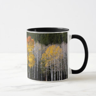 Tasse Utah, États-Unis. Peupliers Trembles (Populus Trem