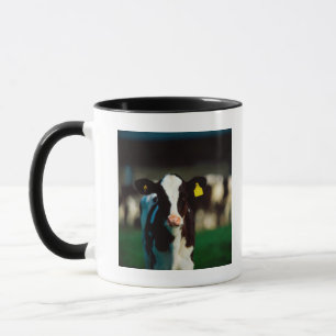 Tasse Veau de frison du Holstein