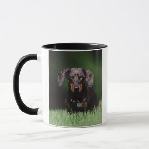 Tasse Vue de Dachshund couleur Dapple