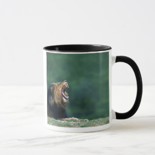 Tasse Vue d'un lion (Panthera Lion) s'étendant sur