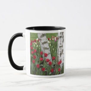Tasse WA, vallée de Skagit, jardin de tulipes Roozengaar