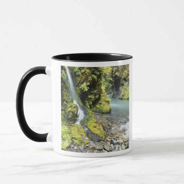 Tasse Washington, Olympic National Park, saison (Gauche)