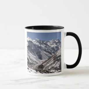 Tasse Yak près du mont Jhomolari, Jangothang Jigme Dorji