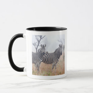 Tasse Zèbres en poussière de début de la matinée,