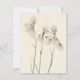 Tassel Cottongrass von Mary Vaux Walcott Mitteilungskarte