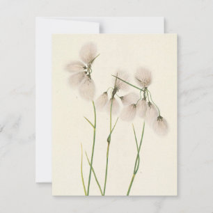 Tassel Cottongrass von Mary Vaux Walcott Mitteilungskarte