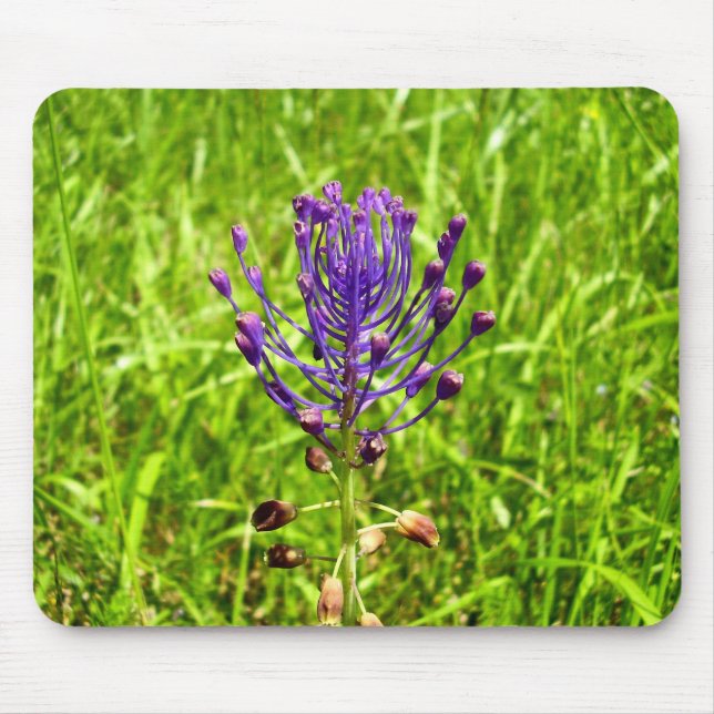 Tassel-Hyacinth-Maus-Mat Mousepad (Vorne)