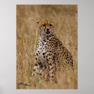 Tasty Lip Cheetah Poster