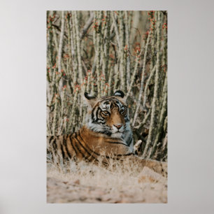 TÄTIGER IM WILD-RESTING POSTER
