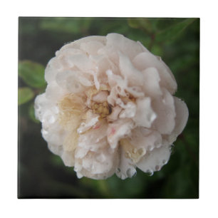 Tau auf einer Blume Fliese