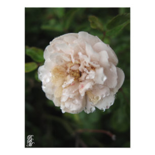 Tau auf einer Blume Fotodruck