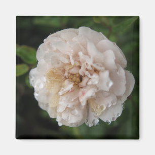 Tau auf einer Blume Magnet