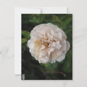 Tau auf einer Blume Mitteilungskarte