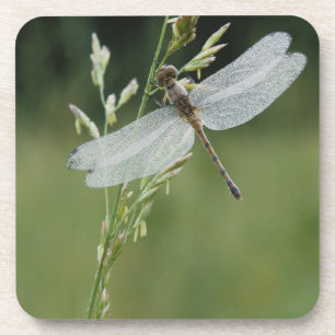 Tau bedeckte Darner Libelle Getränkeuntersetzer
