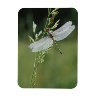 Tau bedeckte Darner Libelle Magnet