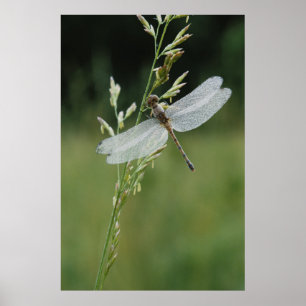 Tau bedeckte Darner Libelle Poster