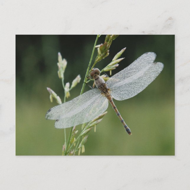 Tau bedeckte Darner Libelle Postkarte (Vorderseite)