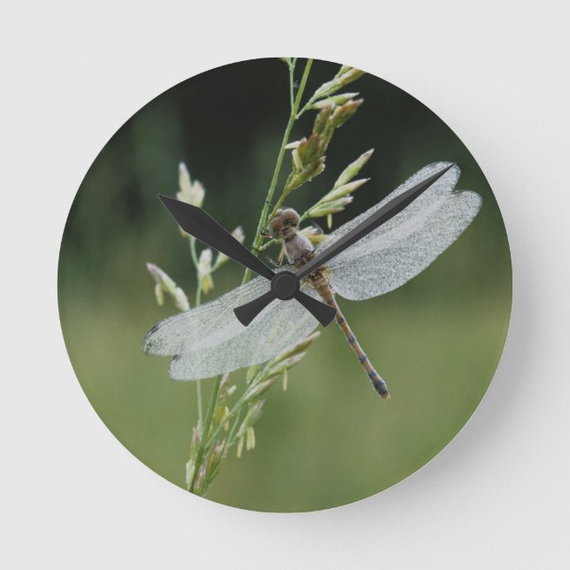 Tau bedeckte Darner Libelle Runde Wanduhr (Vorderseite)