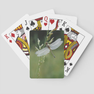 Tau bedeckte Darner Libelle Spielkarten