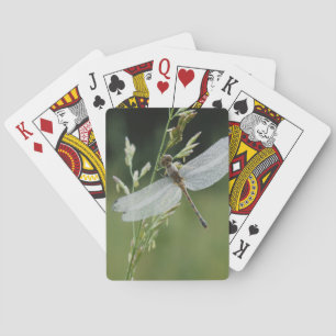 Tau bedeckte Darner Libelle Spielkarten