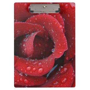 Tau bedeckte rote Rose, die Grabstätte in Klemmbrett