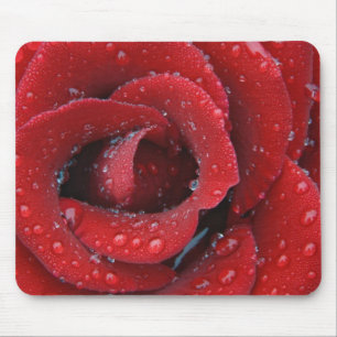 Tau bedeckte rote Rose, die Grabstätte in Mousepad