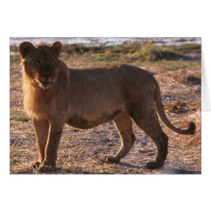 Tau, Lion, Photo