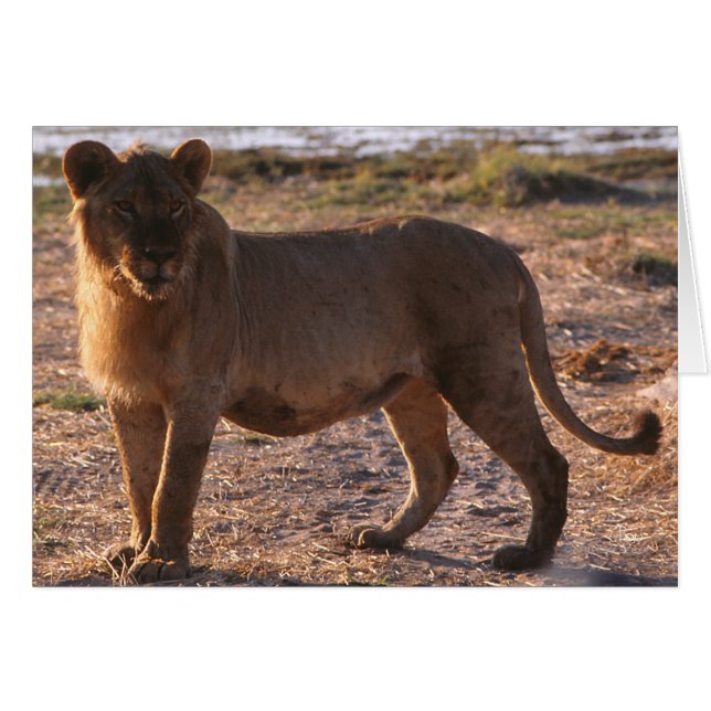 Tau, Lion, Photo (Devant horizontal)