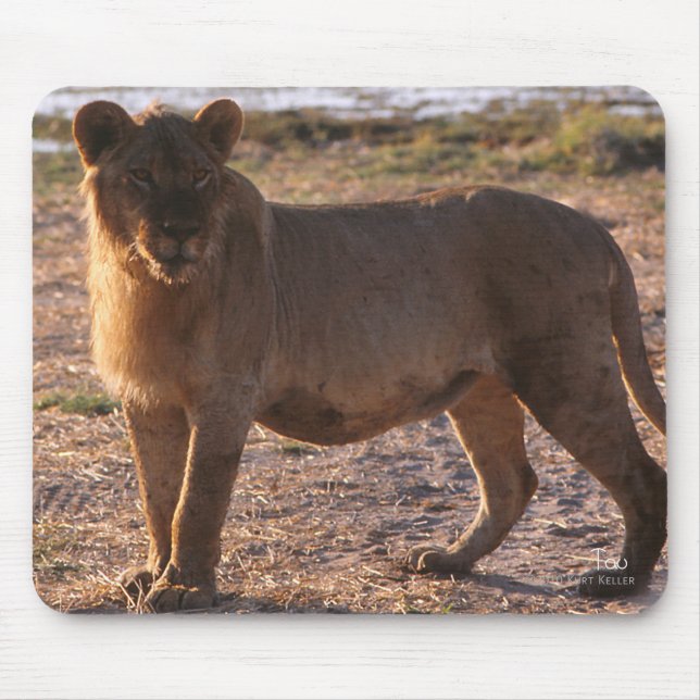 Tau, Löwe, Foto Mousepad (Vorne)