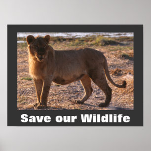 Tau Rettete unser Wildlife Poster