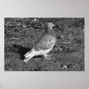 Taube am Roath Park Lake Cardiff (BW) Poster