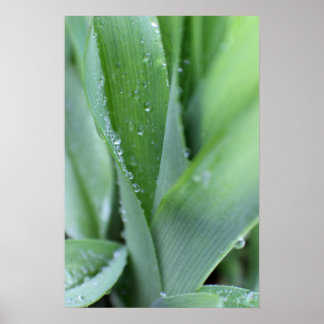 Taube auf Grasblättern Poster