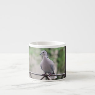 Taube Bird auf Balcony Fotografy Portrait Espressotasse