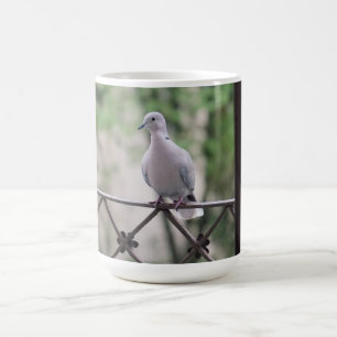 Taube Bird auf Balcony Fotografy Portrait Kaffeetasse