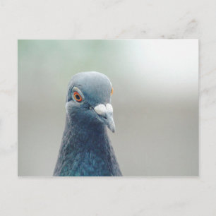 Taube im Fenster v2 Postkarte