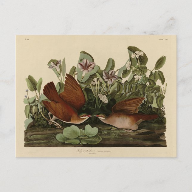 Taube im Schlüsselwesten, Quail-Dove Audubon Vögel Postkarte (Vorderseite)
