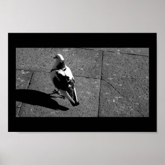 Taube in Venedig Poster