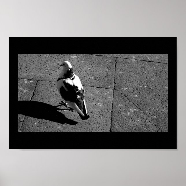 Taube in Venedig Poster (Vorne)