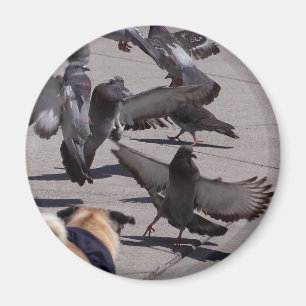 Taube Magnet
