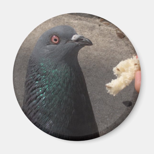 Taube Magnet (Vorne)