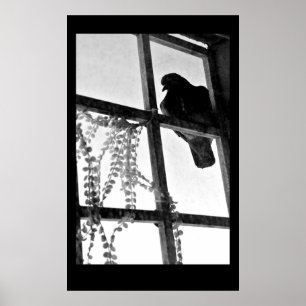 Taube Poster