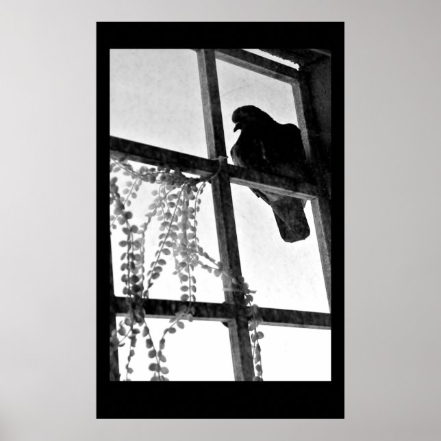 Taube Poster (Vorne)
