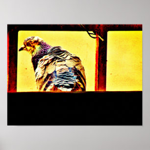 Taube Poster